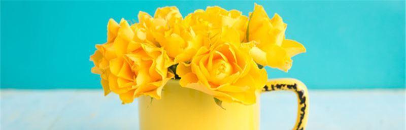 送黄玫瑰的含义（探究黄玫瑰所代表的不同情感与意义）
