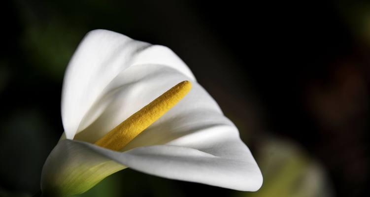 白马蹄莲——心灵的纯净之花（花开如意，意如花开）