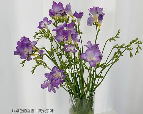 小苍兰花语与寓意（探秘小苍兰的神秘花语和隐含的寓意）