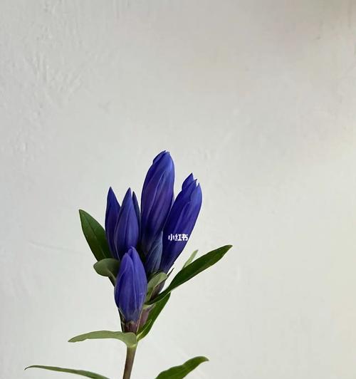 龙胆花的花语——探寻忧伤的美丽（喜欢看忧伤时的你，或许可以从龙胆花中找到一份安慰）