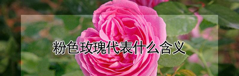 玫瑰花的花语与代表意义（解读玫瑰花的深层含义）
