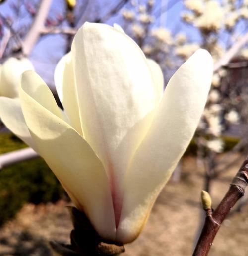 白玉兰花语的深刻含义（探究白玉兰花所蕴含的情感与内涵）