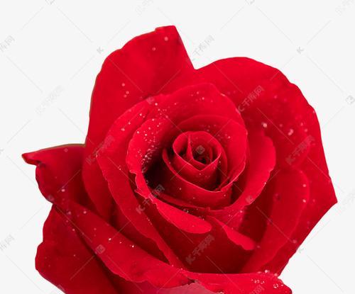 粉红色玫瑰花的代表意义（探讨粉红色玫瑰花所代表的情感及象征含义）