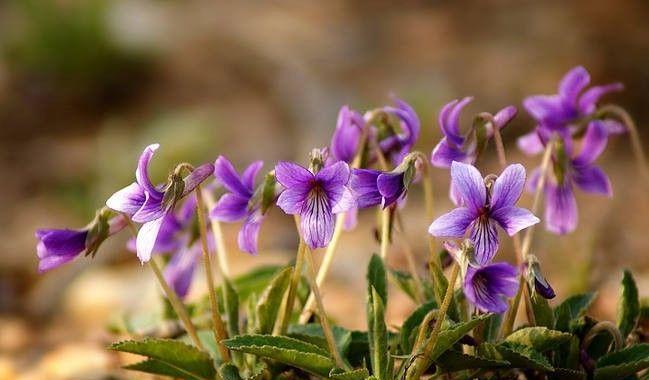 紫花地丁的花语及寓意（探秘紫花地丁的花语，了解它的丰富寓意）