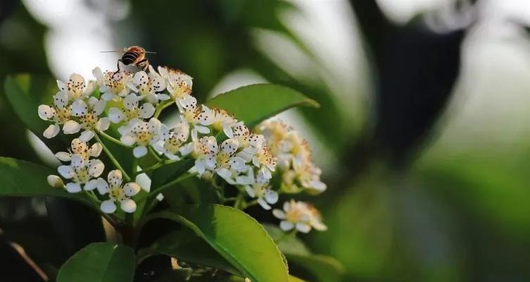 石楠花的花语及其神秘魅力（探寻石楠花背后的花语，了解它的美丽与神秘）