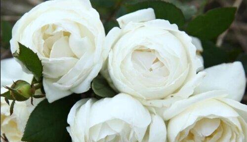 浪漫之花——白玫瑰的花语与寓意（探秘白玫瑰的深层含义，了解它的花语和寓意）