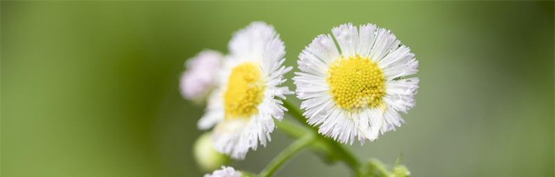 小雏菊的花语（了解这朵花的意义和传统）