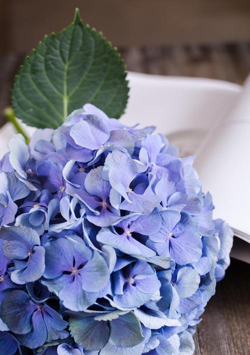 蓝色绣球花的花语和传说（妩媚清雅，寄托情感的佳品）