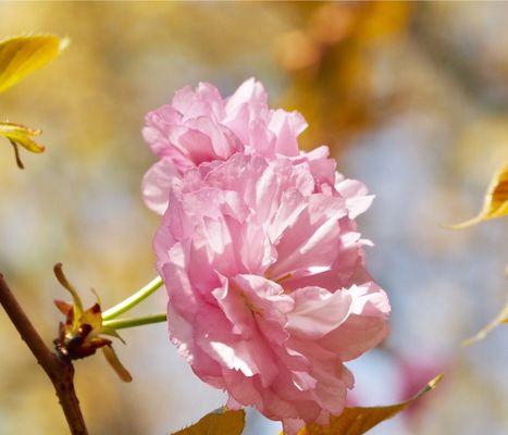 樱花的花语和寓意（一朵小小的花，蕴藏着无限的意义）