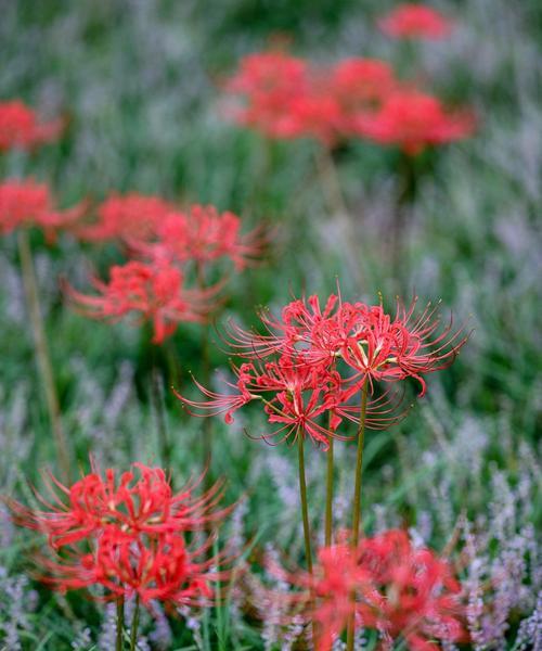 花间诗意——探究彼岸花的花语与象征意义（探寻花海中的绮丽神秘，解析彼岸花的多重韵味）