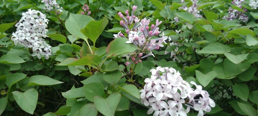 丁香花的花语与象征意义（探究丁香花的文化内涵及其传承）