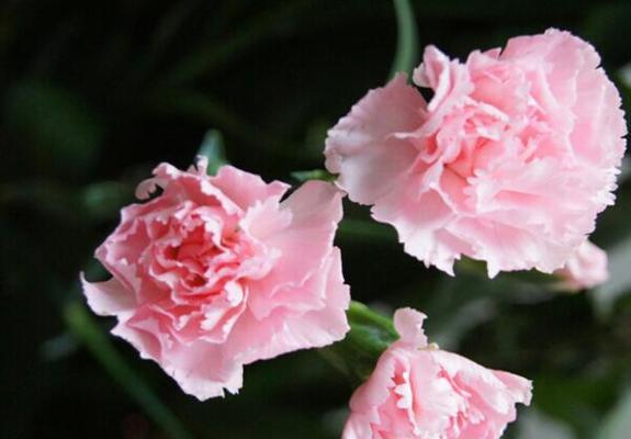 康乃馨——爱情与感激之花（解读康乃馨的花语和寓意，了解它在不同场合的意义）