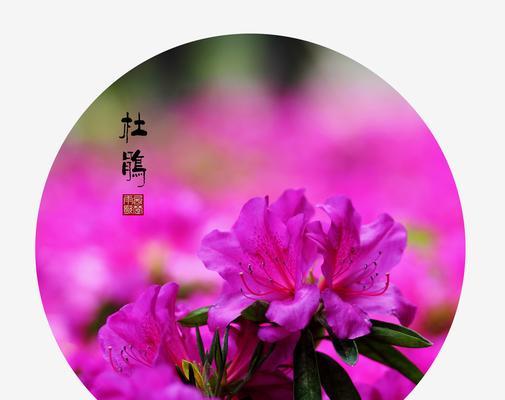 杜鹃花的寓意与象征（传递爱情与纯真的代表花——杜鹃花）