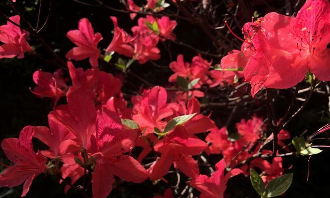 杜鹃花的寓意与象征（传递爱情与纯真的代表花——杜鹃花）