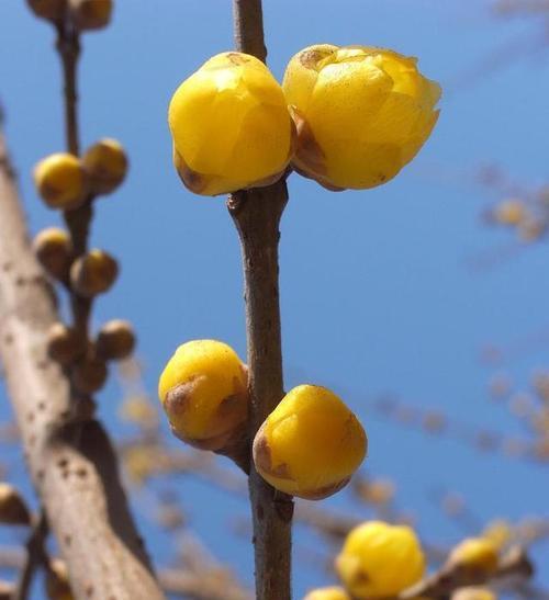 腊梅花花语的含义（探寻腊梅花的奥秘和文化内涵）