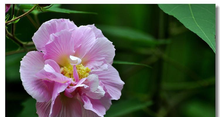 木芙蓉花语，美丽的传说（探寻木芙蓉花背后的神秘力量）