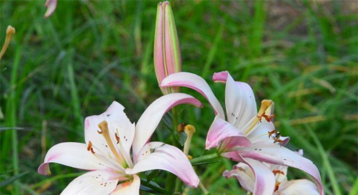 水百合的花语与含义（揭秘花语，让水百合带给你更多的意义）