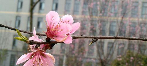 解读桃花花语（桃花的意义与象征，给你一个暖心的“桃花运”）