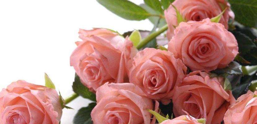 21朵玫瑰花语的含义（探究这个特殊数字所代表的爱情意义）
