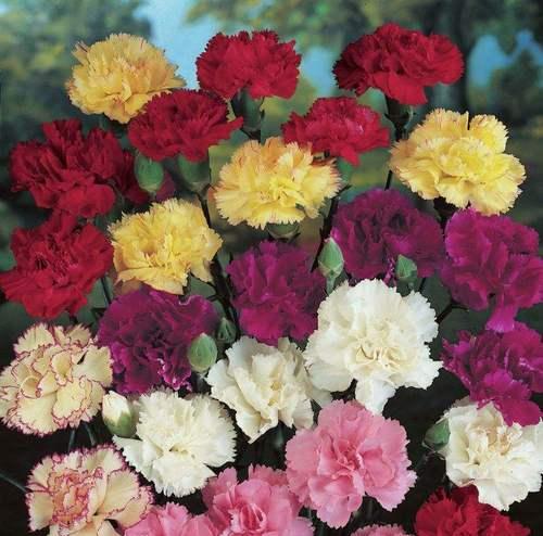 康乃馨的意义（花开花落，情意绵绵）
