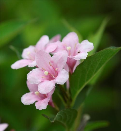 锦带花的文化背景与花语（探究锦带花的历史渊源和各地不同的象征意义）