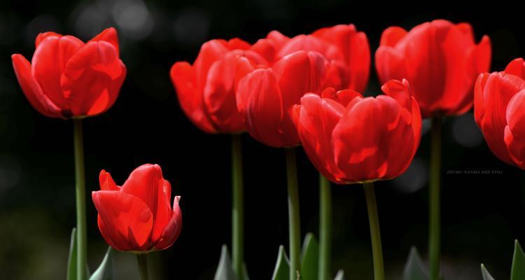 郁金香花语解析（探索郁金香颜色的寓意）