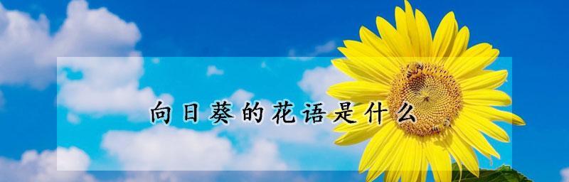 太阳花的花语（探寻太阳花的含义和象征意义）