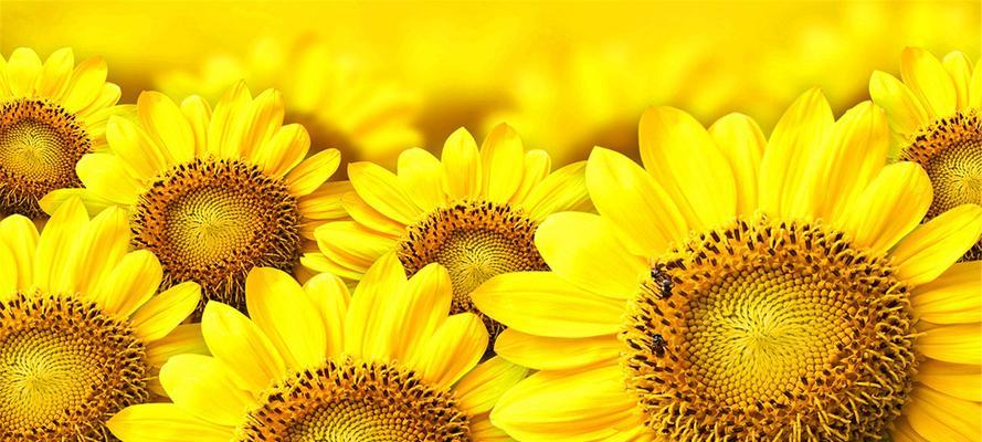 太阳花的花语（探寻太阳花的含义和象征意义）