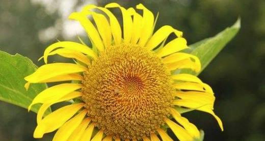 太阳花的花语（探寻太阳花的含义和象征意义）
