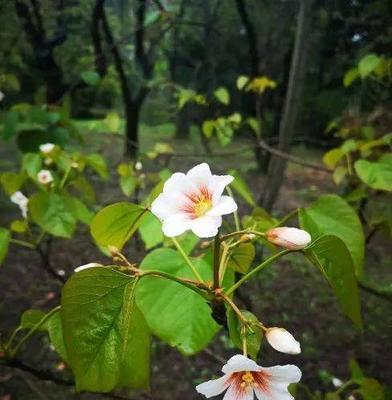 桐花盛放，芳香四溢——泡桐花的花语和寓意（细述泡桐花开放时所代表的意义）