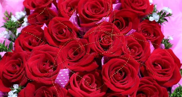 深刻解读13朵玫瑰花的含义（解密爱情语言的密码，传递爱情的真谛）