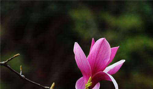 广玉兰花语——散发着高贵与优雅的气息（崇高的爱情、高尚的品格、优雅的气质）