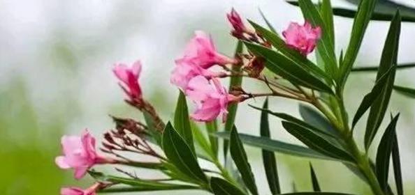 揭秘夹竹桃花语（探寻夹竹桃花的寓意及象征意义）
