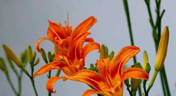 玛格烈菊花语——传递爱的信号（探寻玛格烈菊花语的深层含义）