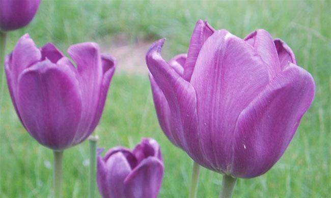 探寻紫色郁金香的花语与寓意（以花色代言你的情感，紫色郁金香所蕴含的深情与美好）