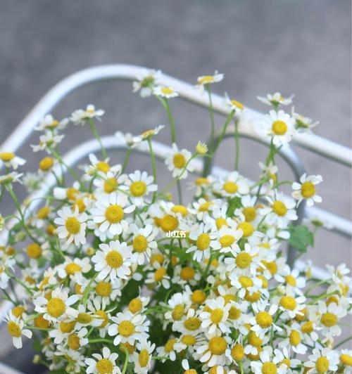 洋甘菊花语与寓意（探究洋甘菊的美丽传说与寓意）