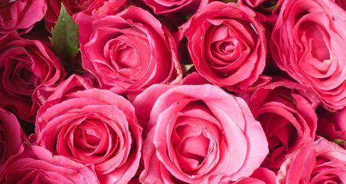玫瑰花的花语和象征的寓意（探索花卉中的感情语言与文化符号）