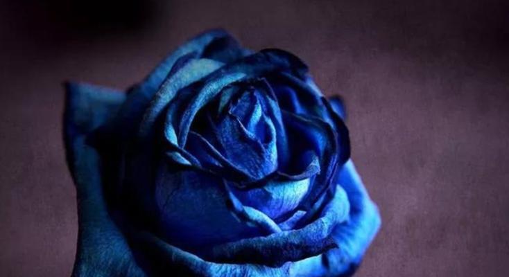 探究玫瑰花蓝色妖姬的象征意义（解读玫瑰花蓝色妖姬在文学和文化中的象征和含义）