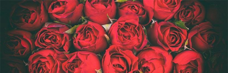 19支红玫瑰的花语（传递爱意的最佳选择，浪漫不失温暖）