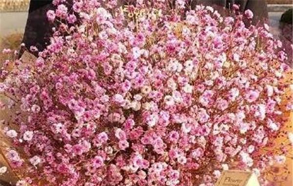 用花语送上温馨祝福——粉色满天星的花语适合送给谁（送给女性朋友和亲人，传递爱与关怀）