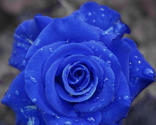 解读蓝玫瑰象征意义的隐含信息（文化背景下的蓝玫瑰之谜）