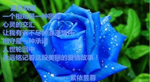 蓝色玫瑰的花语（探究蓝色玫瑰背后的深刻含义）