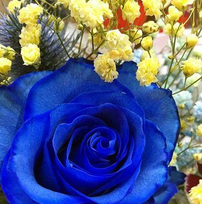蓝色玫瑰的花语（探究蓝色玫瑰背后的深刻含义）