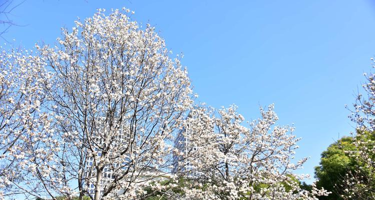 白玉兰花语的含义（探寻白玉兰的深刻寓意）