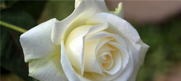 白玫瑰花语的代表意义（了解白玫瑰的含义和象征，让它成为你表达感情的工具）