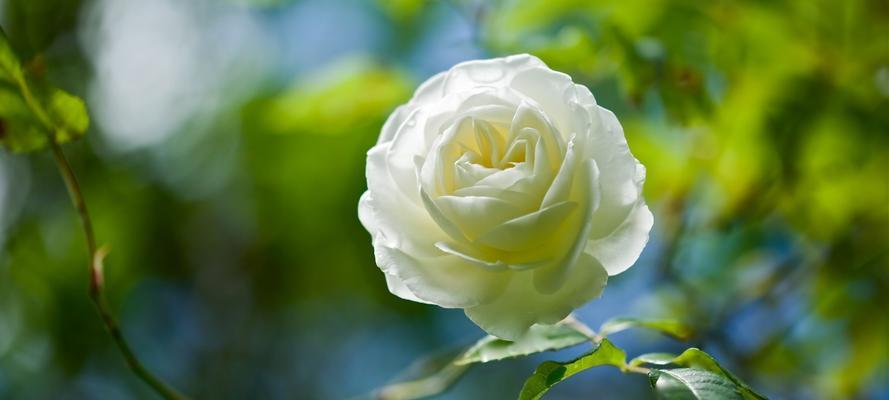 白玫瑰花语的代表意义（了解白玫瑰的含义和象征，让它成为你表达感情的工具）