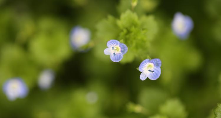 五叶草的花语（探寻五叶草的寓意与文化）