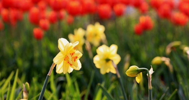 馨香娇艳——黄水仙花语（探寻黄水仙花的丰富内涵）