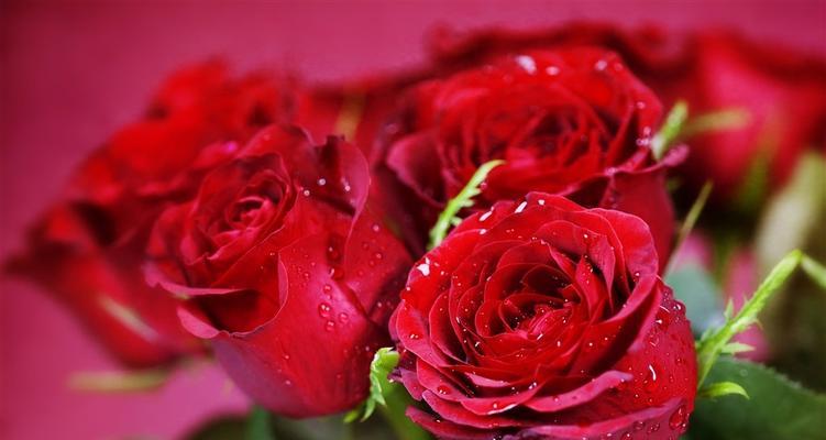 红玫瑰花的意义（探寻红玫瑰花的代表意义和象征含义）