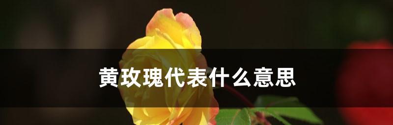 玫瑰花的含义与象征（深入探究这个“花中之王”的意义）